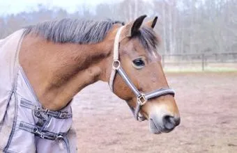 häst