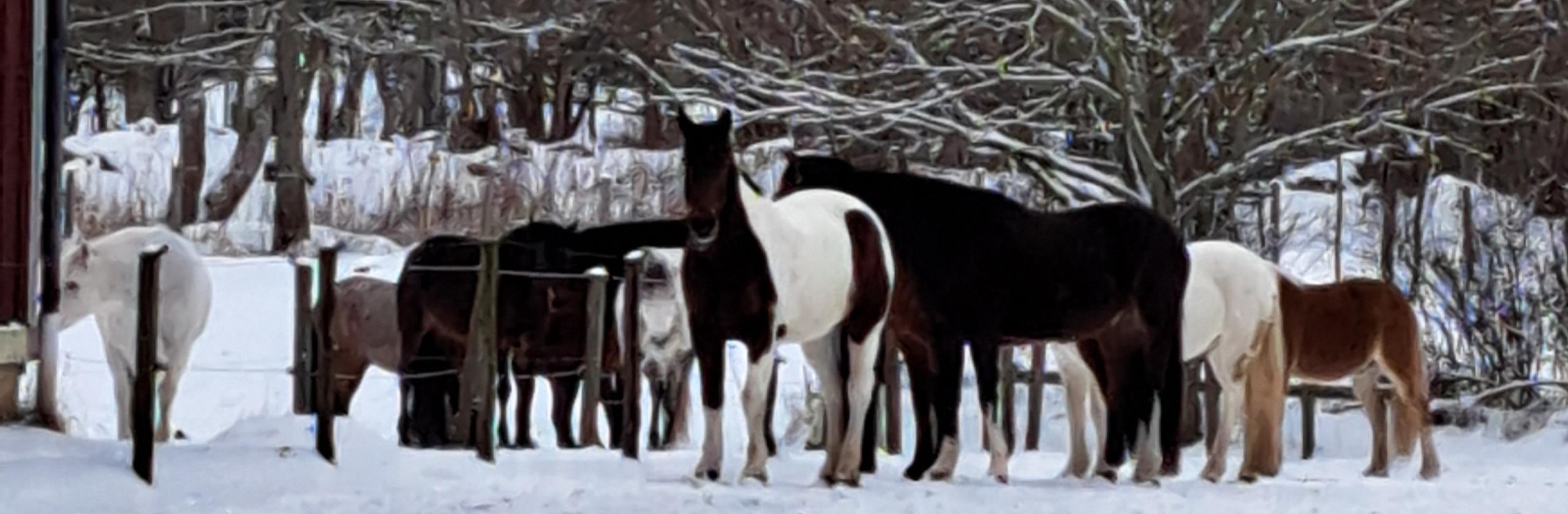 Vinter många hästar